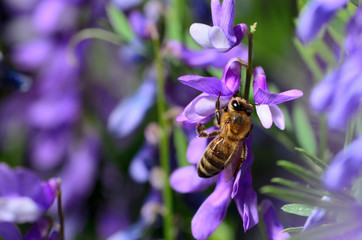 Honeybee Pollinating flower