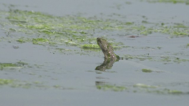 Snake River Natrix reptile head swallowed river goby fish
