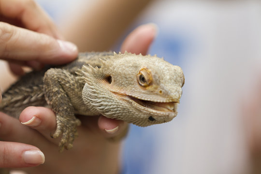 bearded dragon in the hand