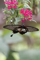 butterfly on flower