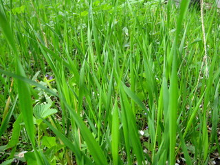 цветы голубые незабудки