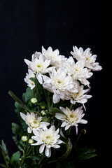 white chrysanthemum on black background