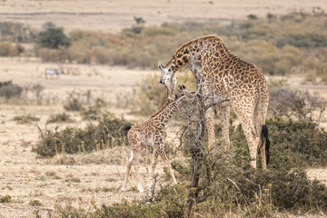 Naklejka na ściany i meble Masai Giraffe with calf