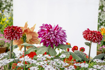 Dahlia and other flowers