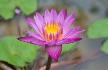 Lotus flower in the  pond