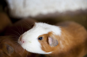 Guniea Pig