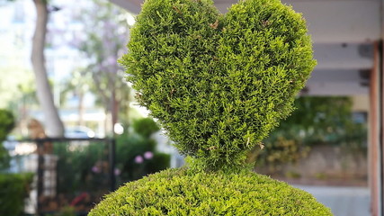 green bush in heart shape standing