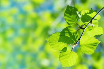 Fototapeta premium Naturalne tło z gałęzi brzozy i młodych jasnych liści