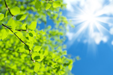 Spring natural background with young birch leaves