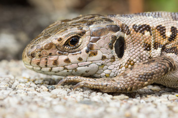 Wall Lizard Close-Up