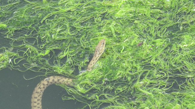 Snake River Natrix reptile head swallowed river goby fish