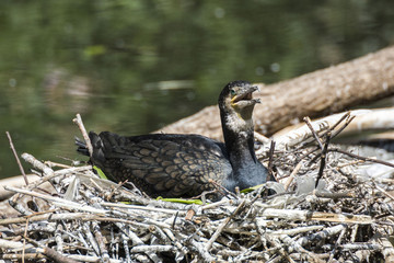 ptak w gniezdzie © Andrzej