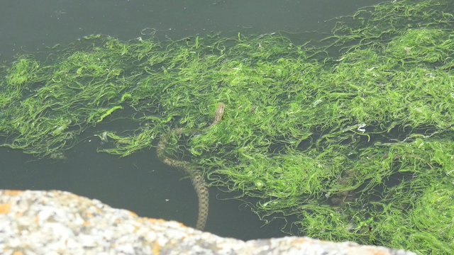 Snake River Natrix reptile head swallowed river goby fish