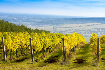 Fototapeta premium view of autumnal vineyards near Palava, Czech Republic
