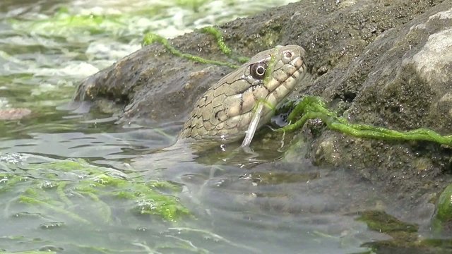 Snake River Natrix reptile head swallowed river goby fish