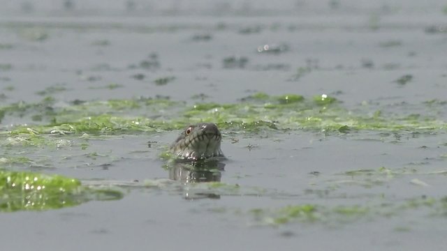 Head Snake River Natrix floats reptile in water on river among green algae