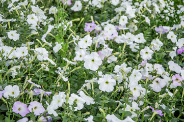 Petunia flowers and plants