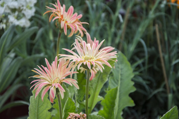 Pink and red flowers