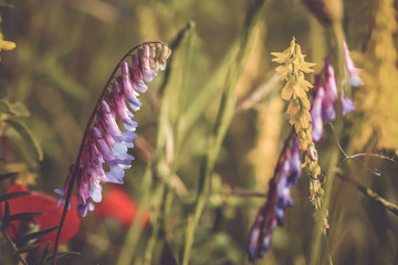 Morning field background with wild flowers