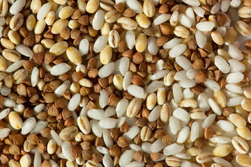 Buckwheat, oatmeal, and rice grains close up