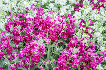 Mixed pink and red flowers