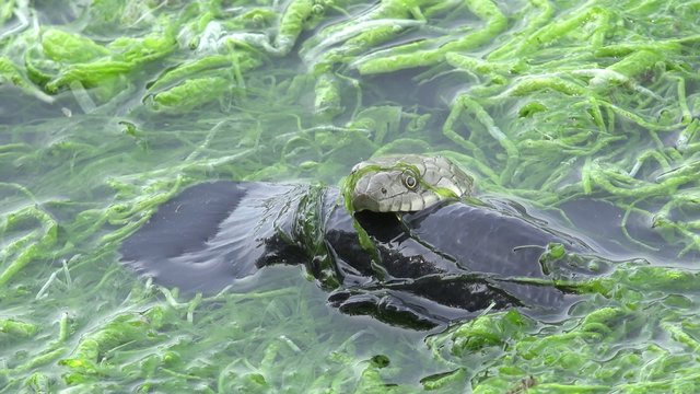 Snake River Natrix floats reptile in water on river among green algae