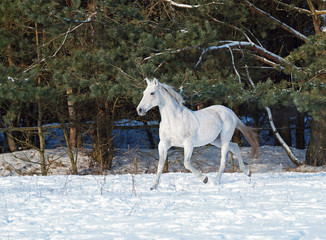 Grey horse, trotting on snow on a background a pine-wood