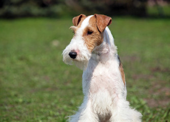 Fox-terrier on a natural background 
