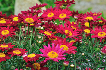 Plantes vivaces aux fleurs rouges
