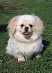 Beige puppy of breed pekingese sitting on spring lawn 
