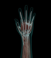 Human Anatomy Muscles of a hand