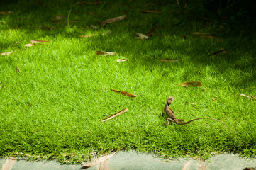 Grass with lizard