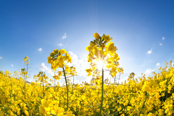 sunshine on yellow rapeseed oil flower field