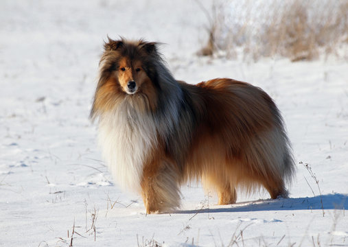 Red rough collie on a snow field