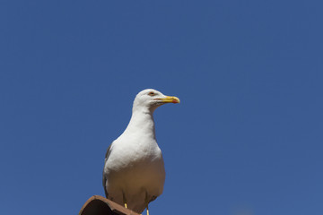 seagull flying free in the blue sky