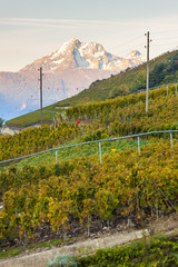 vineyards near Sion, canton Valais, Switzerland