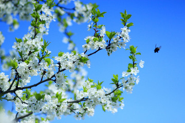 blossoming tree of plum on background of the blue sky