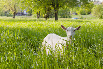goat grazed on a meadow