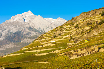 vineyards in Sion region, canton Valais, Switzerland