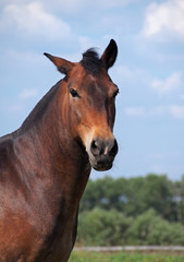 Obraz premium Portrait of of bay guzul horse on a sky 