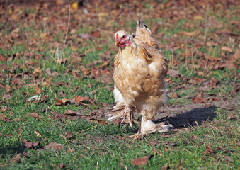  Young brahma hen on green grass 

