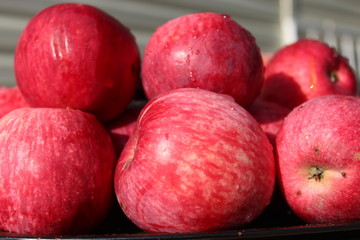 harvest of tasty and ripe red apples