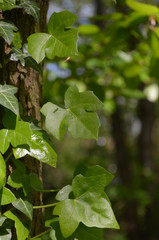 Green leaves of common ivy in forest