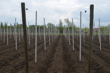 Fototapeta na wymiar Wooden poles in a bare field to keep up plants