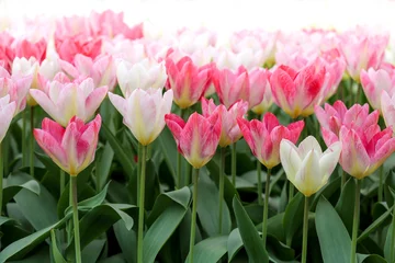 Photo sur Plexiglas Tulipe tulipe flaming purissima