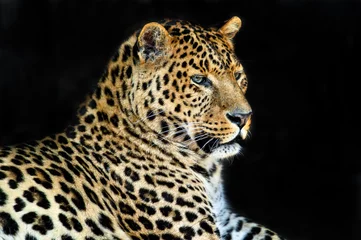 Möbelaufkleber Leopard © kyslynskyy
