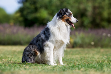 Adult border collie dog