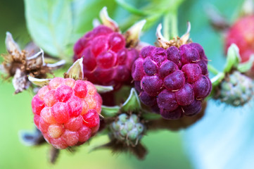 Raspberry