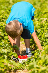 Boy picking strawberries