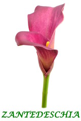 zantedeschia